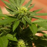 London 420 Shop: Your Premier Cannabis Retailer img-2447.jpg
