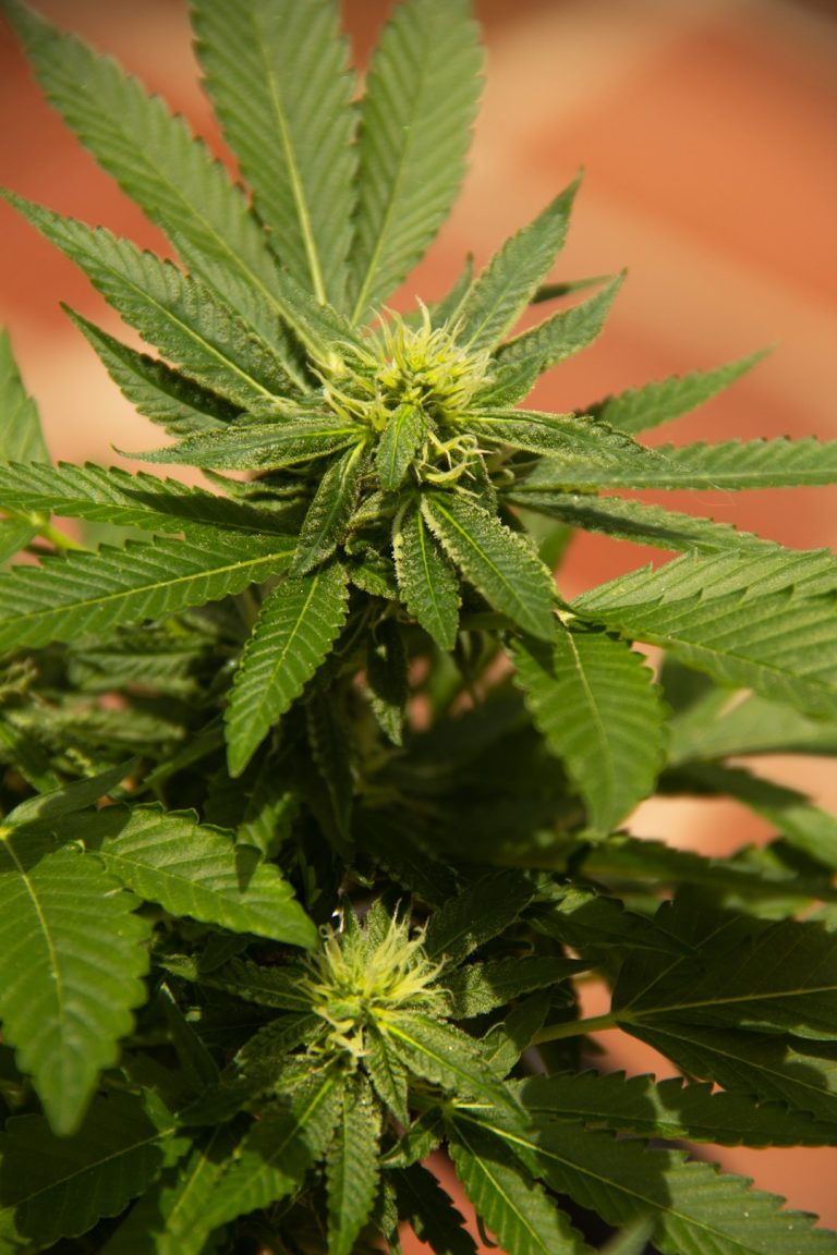 London 420 Shop: Your Premier Cannabis Retailer