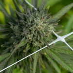 Welcome to the premier 420 shop Lithuania img-2449.jpg
