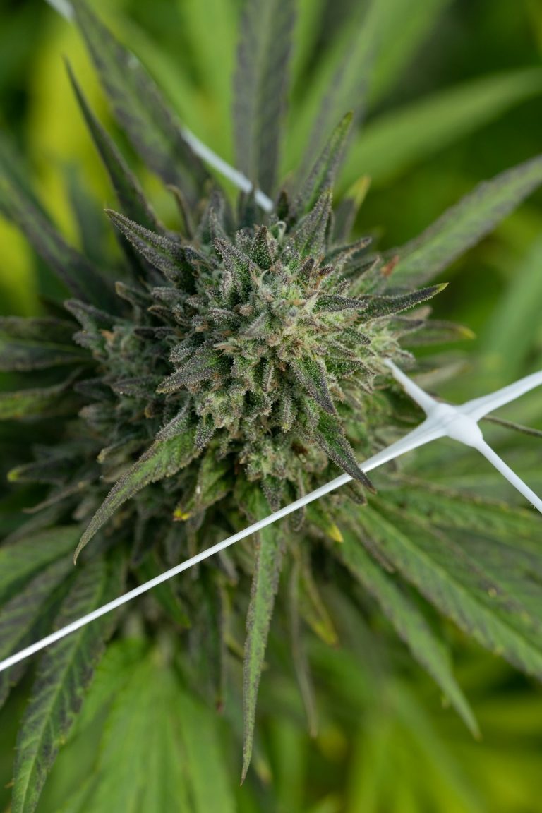 Welcome to the premier 420 shop Lithuania