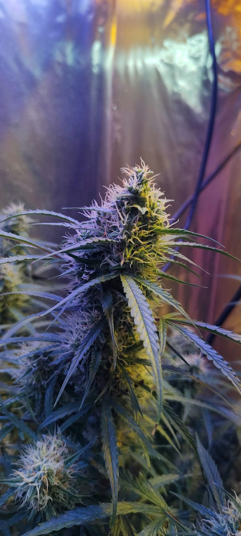 Welcome to the premier cannabis shop in Thessaloniki