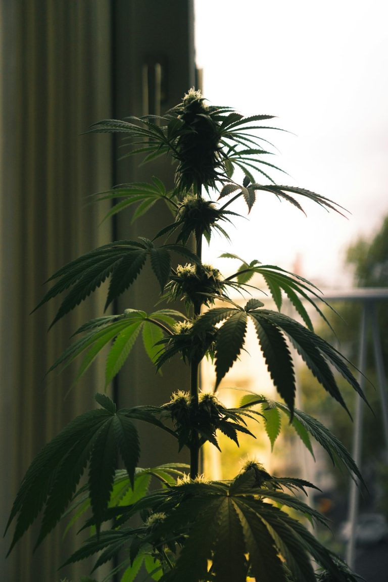 Looking to purchase high‑quality hashish, cannabis, marijuana, or hemp in Szczecin