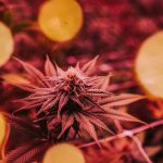 Why Barcelona is a Hotspot for THC Vaping img-2465.jpg