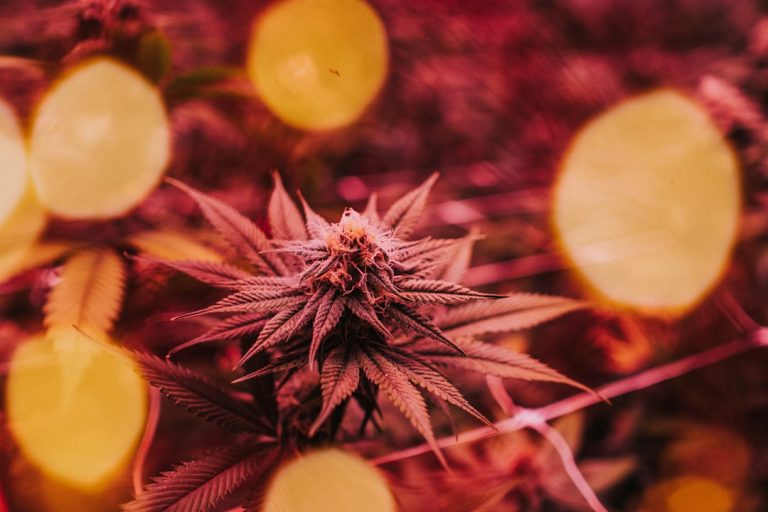 Why Barcelona is a Hotspot for THC Vaping