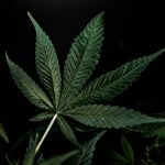 Looking for the best THC vape experience in Bydgoszcz? img-2468.jpg