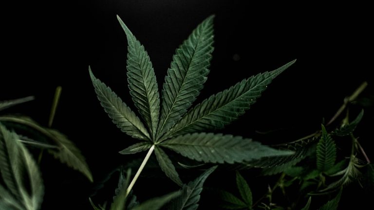 Looking for the best THC vape experience in Bydgoszcz?