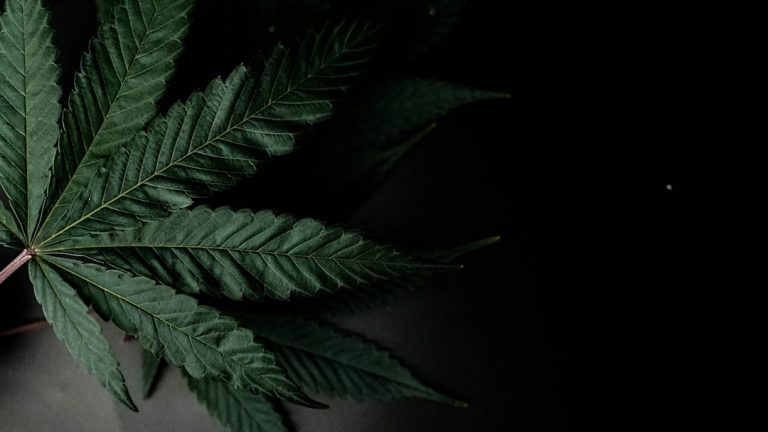 Welcome to the heart of Poland’s cannabis scene – Wroclaw