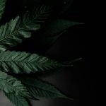 Bordeaux, renowned for its world‑class vineyards and the rich terroir that shapes its wines, is also becoming a vibrant hub for cannabis enthusiasts. img-2490.jpg