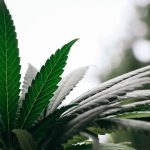 Buy Marijuana in Crete img-2505.jpg