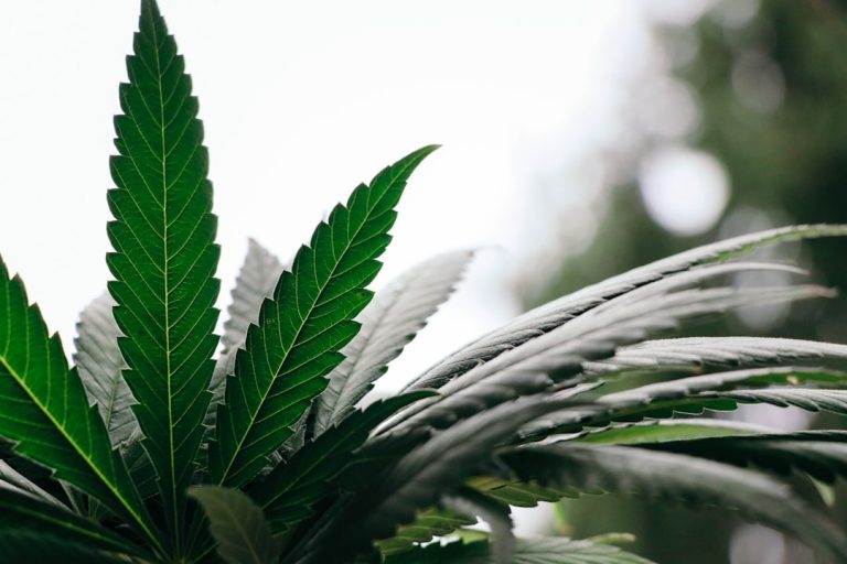 Buy Marijuana in Crete
