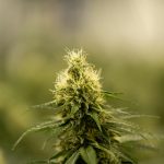 Buying THC Cannabis Online in Finland img-2516.jpg