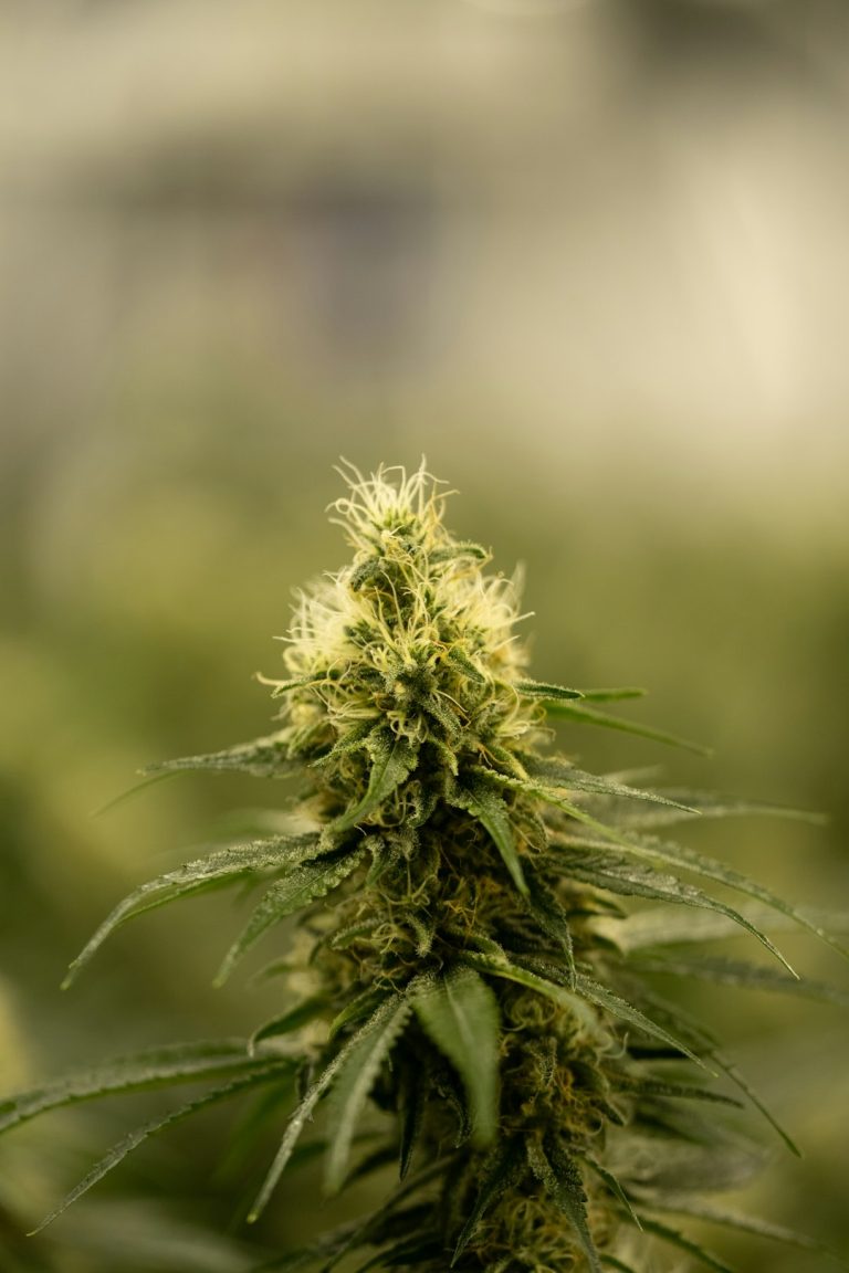 Buying THC Cannabis Online in Finland