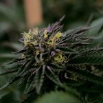 Welcome to the premier 420 shop Murcia – your one‑stop destination for high‑quality cannabis, marijuana, hemp, THC, and weed across the European Union img-2520.jpg