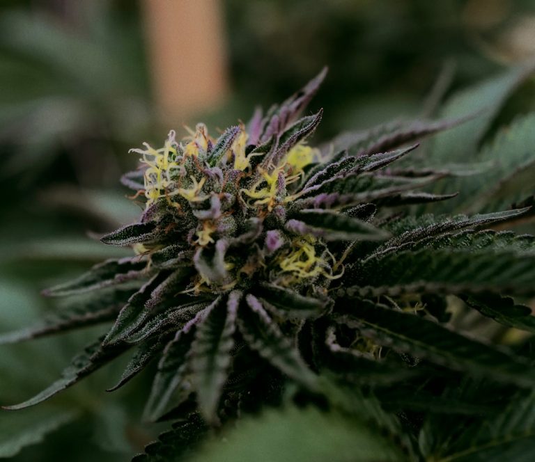 Welcome to the premier 420 shop Murcia – your one‑stop destination for high‑quality cannabis, marijuana, hemp, THC, and weed across the European Union