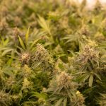Bratislava cannabis shop img-2521.jpg