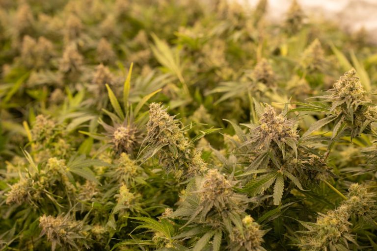 Bratislava cannabis shop