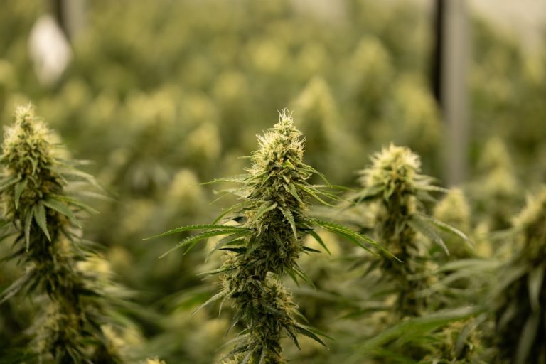 Buy Marijuana Gdańsk: The Ultimate Guide to Cannabis in Gdańsk