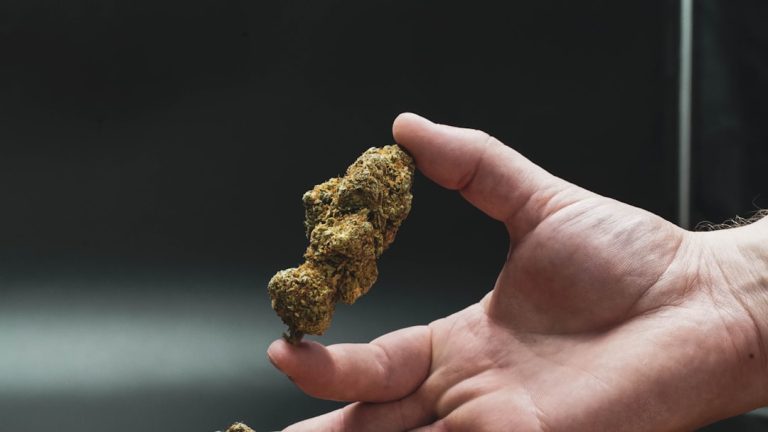 Sheffield Cannabis Shop: Your Premier Destination for Legal Cannabis