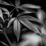 Marbella Cannabis Shop img-2596.jpg