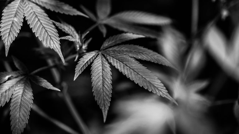 Marbella Cannabis Shop