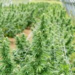 Cannabis Delivery Milan Fast Discreet and Affordable img-2675.jpg