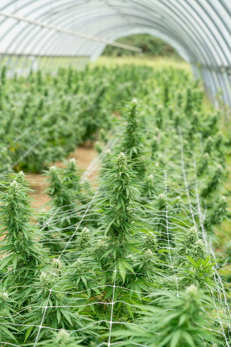 Cannabis Delivery Milan Fast Discreet and Affordable