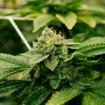Essen THC Vape: Legal, Affordable, and Convenient Online Purchase img-2683.jpg