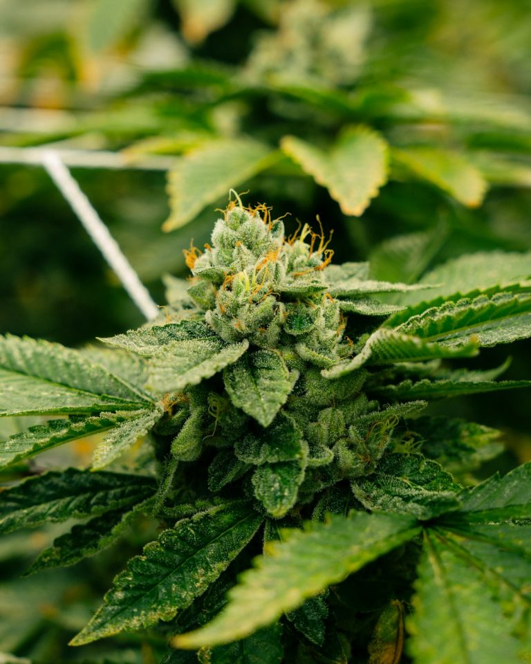 Essen THC Vape: Legal, Affordable, and Convenient Online Purchase