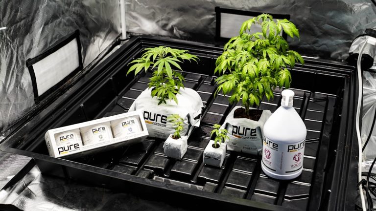 Looking for a reliable place to buy THC vape in Seville?