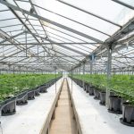 Marbella Cannabis Dispensary: Your Ultimate Guide to Legal Cannabis and Tourism img-2700.jpg