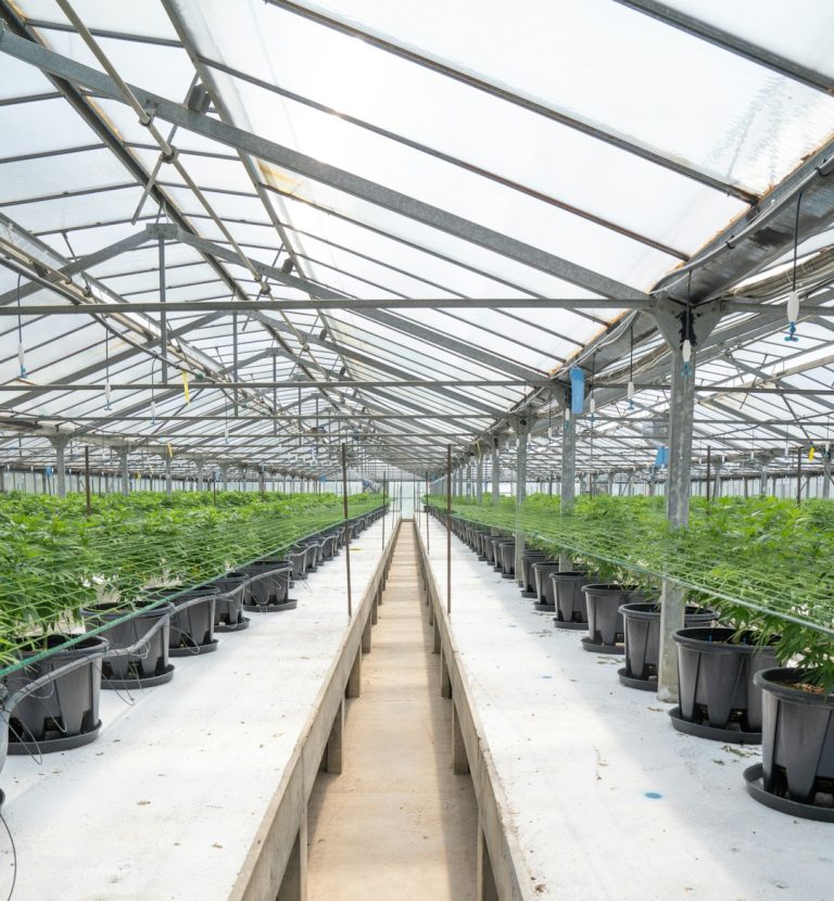 Marbella Cannabis Dispensary: Your Ultimate Guide to Legal Cannabis and Tourism