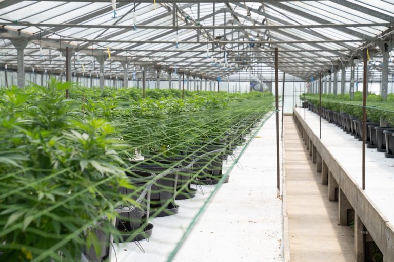 Madeira, Portugal, is quickly becoming a hotspot for vape culture and a prime destination for travelers seeking high‑quality THC vape products