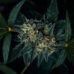 Belgrade’s Vibrant Nightlife and Growing Acceptance of Cannabis Culture img-2752.jpg