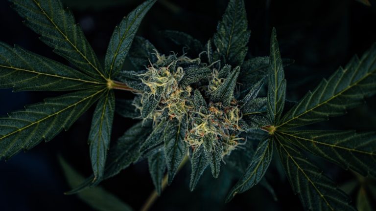 Belgrade’s Vibrant Nightlife and Growing Acceptance of Cannabis Culture