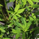 Monte Carlo 420 Friendly Cannabis Dispensary img-2758.jpg