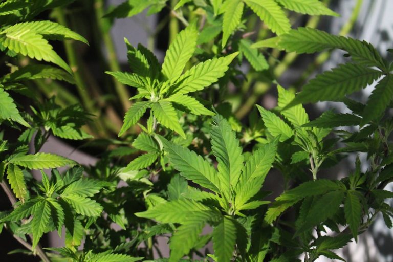 Monte Carlo 420 Friendly Cannabis Dispensary