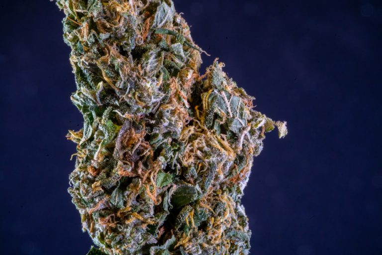 Cannabis Delivery Riga: Fast, Discreet, Affordable, Premium, Legal Weed Delivery Service