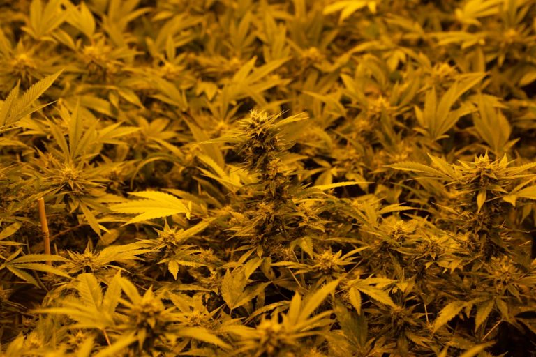 Your One‑Stop Online Cannabis Shop in Luxembourg