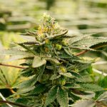 Welcome to the future of cannabis retail in Finland img-2862.jpg