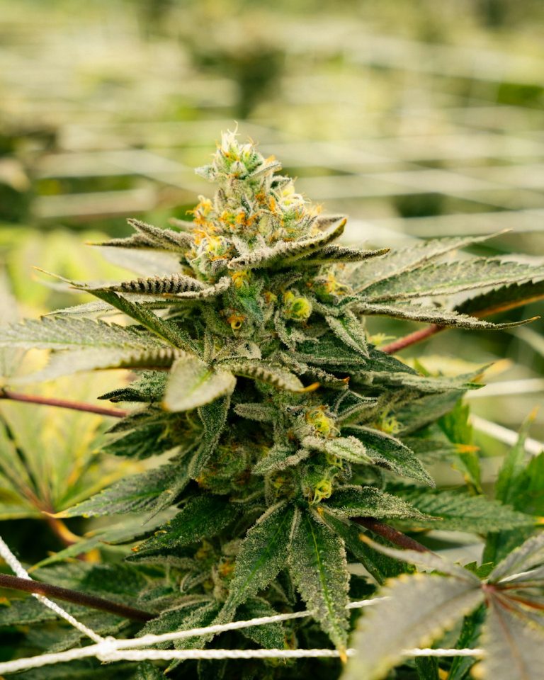 Welcome to the future of cannabis retail in Finland
