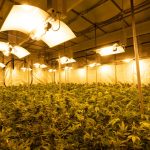 Welcome to your one‑stop resource for purchasing cannabis, marijuana, weed, hemp, and THC products in Europe. img-2872.jpg