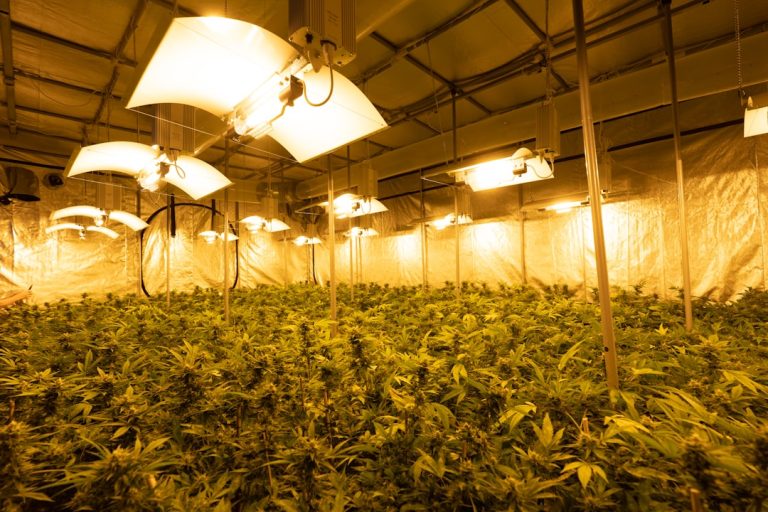 Welcome to your one‑stop resource for purchasing cannabis, marijuana, weed, hemp, and THC products in Europe.