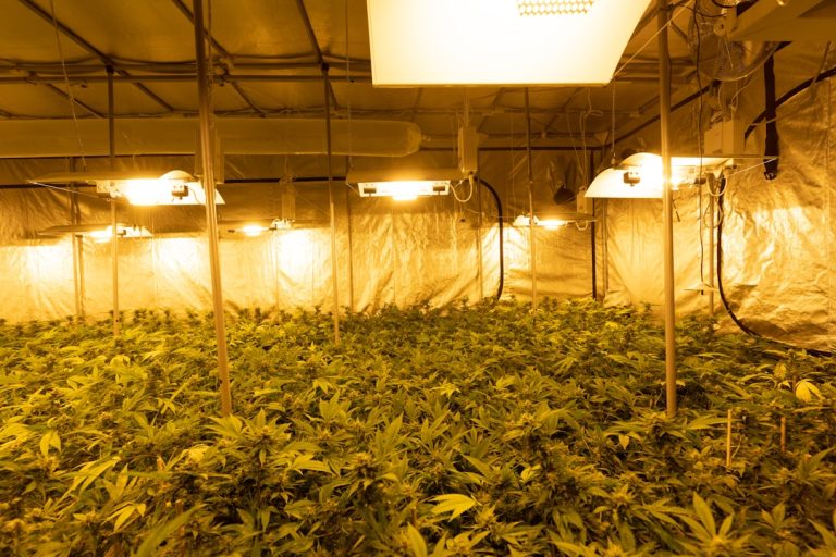 Welcome to the premier marijuana dispensary Geneva