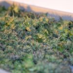 Lisbon Cannabis Shop img-2878.jpg