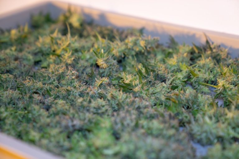 Lisbon Cannabis Shop
