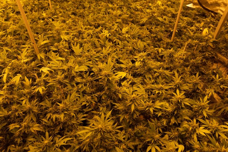 Buying Hashish in Dortmund: A Comprehensive Guide