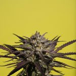 420 Prague: The Ultimate Cannabis Experience img-2922.jpg