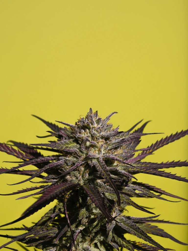 420 Prague: The Ultimate Cannabis Experience