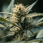 Looking to purchase high‑quality cannabis‚ marijuana‚ hemp‚ or THC‑rich products in the Czech Republic? img-2941.jpg