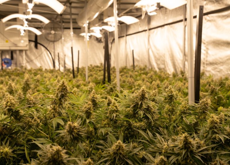 Utrecht THC Vape Delivery – Legal, Safe, Fast